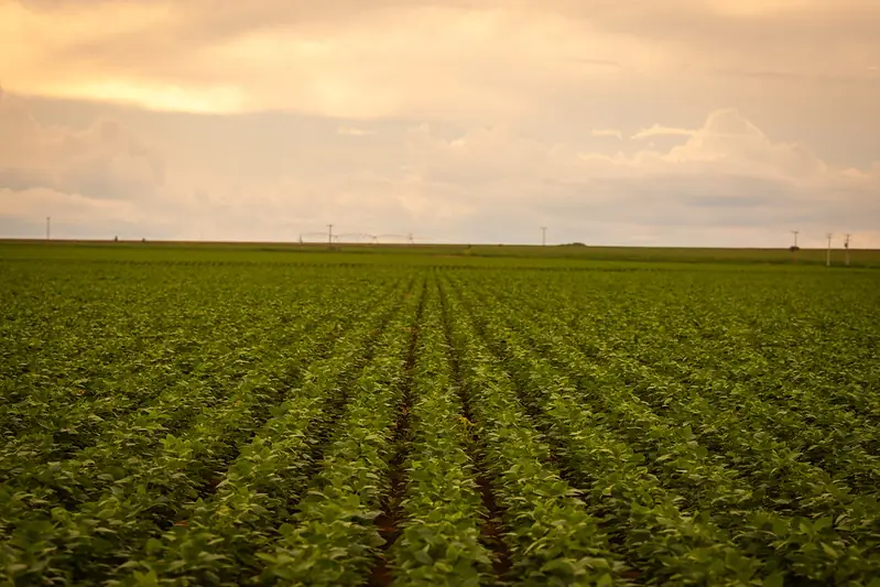 Lavoura de soja em fileiras até o horizonte