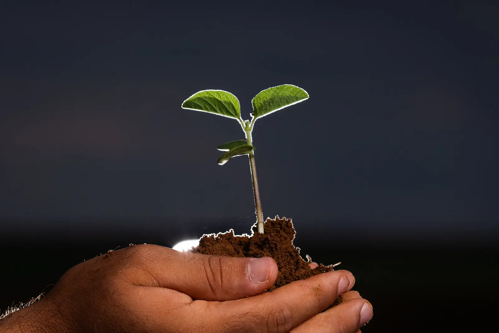 Mãos segurando uma muda de soja com terra
